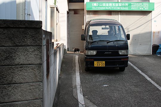 街のねこたち