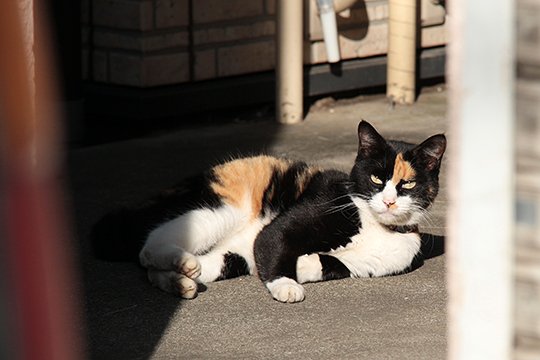 街のねこたち