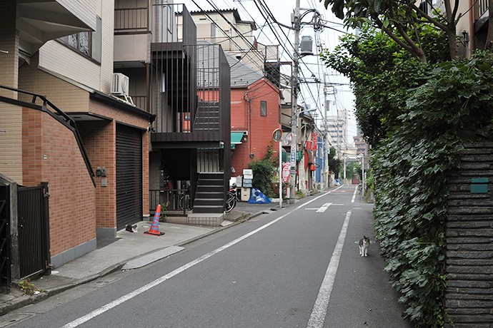 街のねこたち