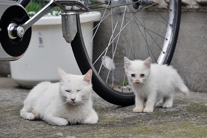 街のねこたち