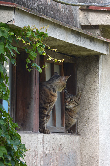 街のねこたち