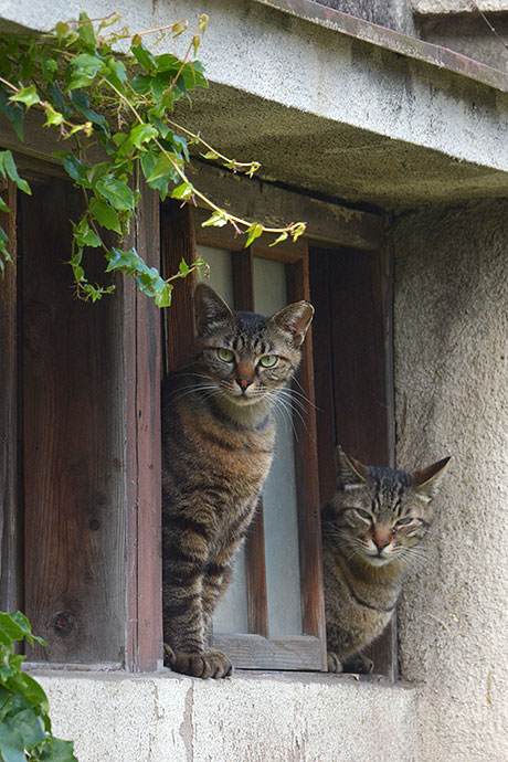 街のねこたち