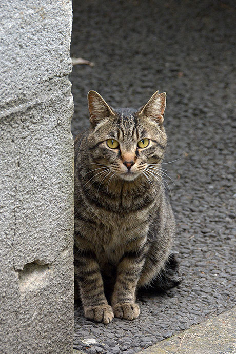 街のねこたち