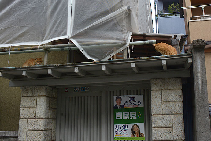 街のねこたち