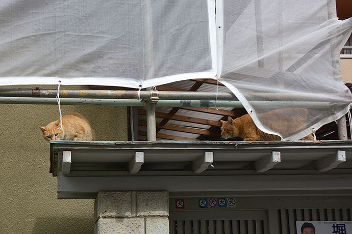 街のねこたち