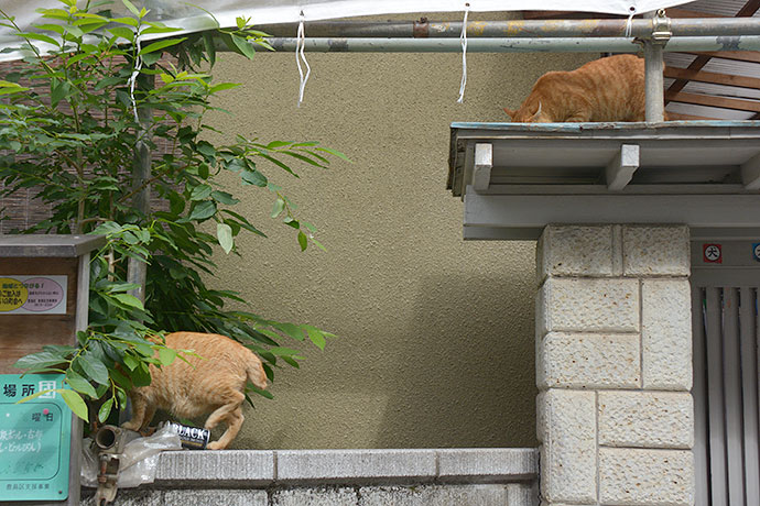 街のねこたち