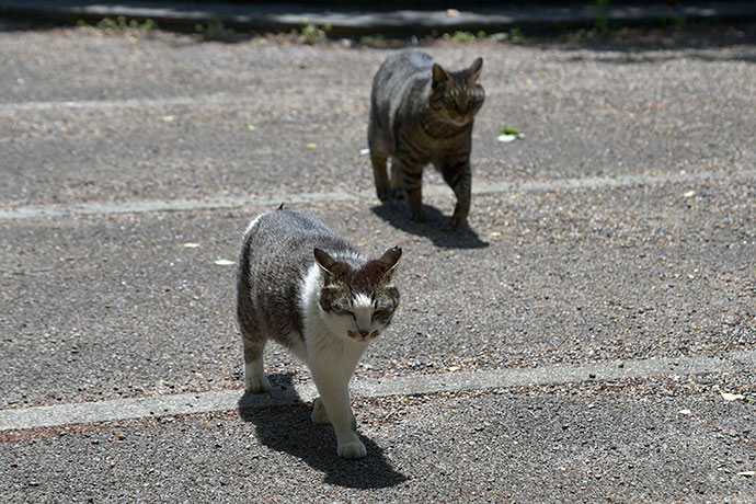 街のねこたち