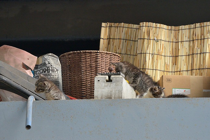 街のねこたち