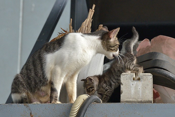 街のねこたち