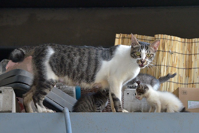 街のねこたち