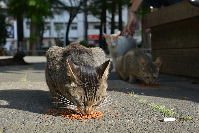 街のねこたち