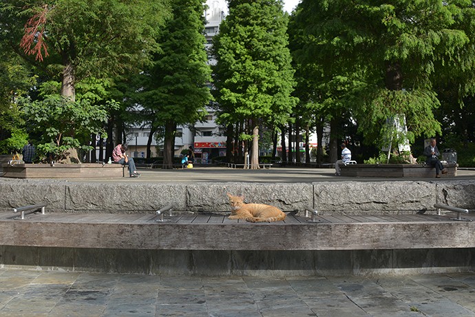 街のねこたち