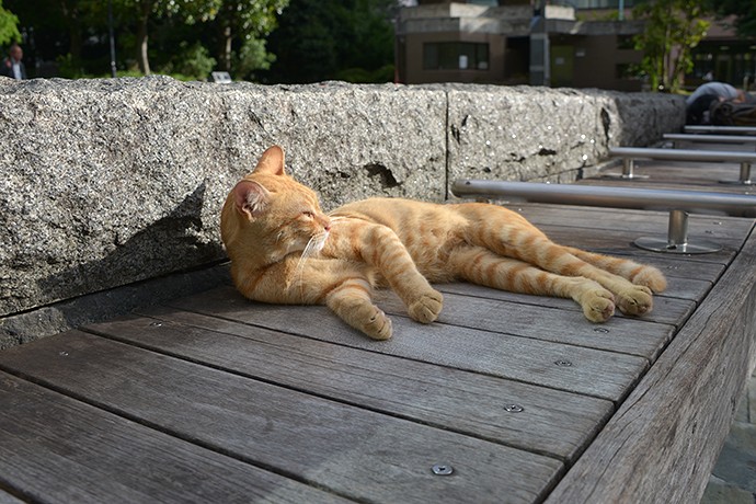 街のねこたち