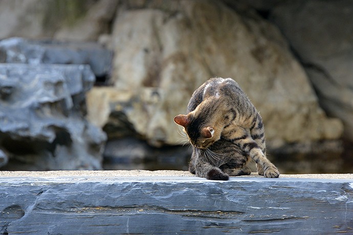 街のねこたち