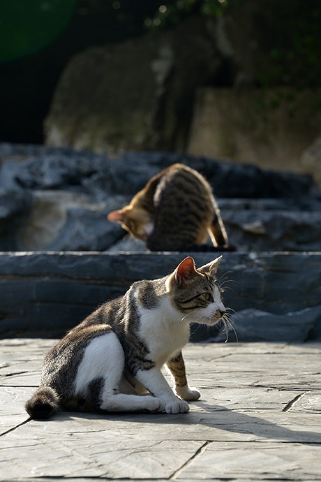 街のねこたち