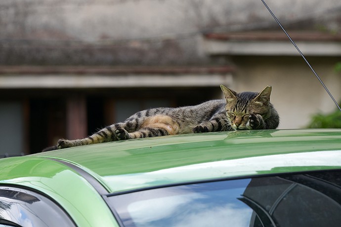 街のねこたち