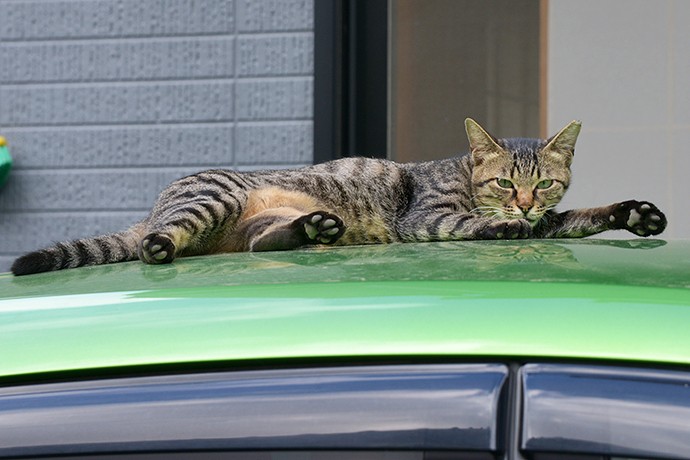 街のねこたち