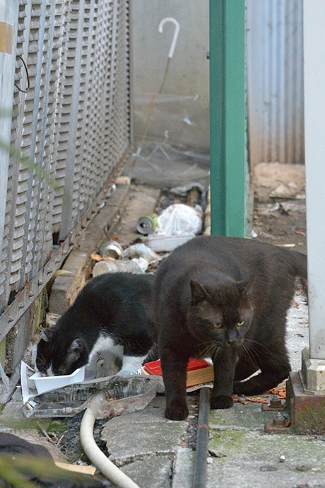 街のねこたち
