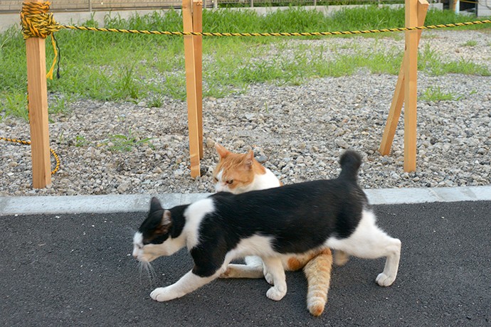 街のねこたち