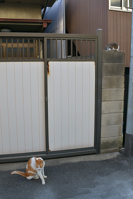 街のねこたち