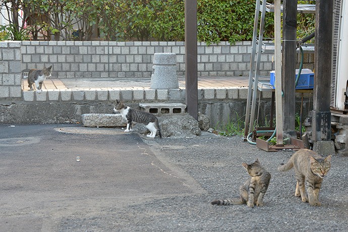 街のねこたち