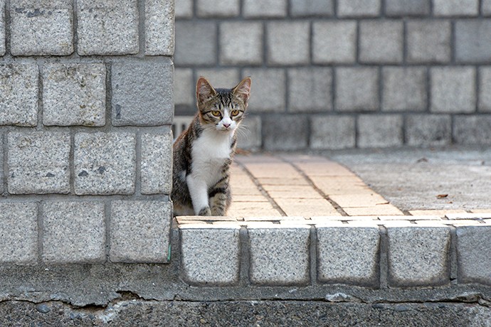 街のねこたち
