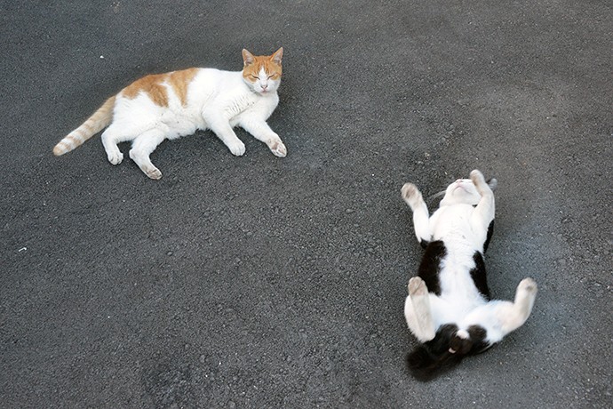 街のねこたち