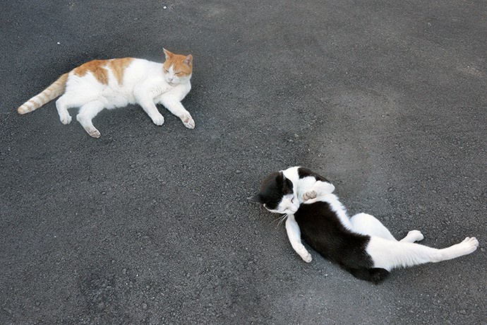 街のねこたち