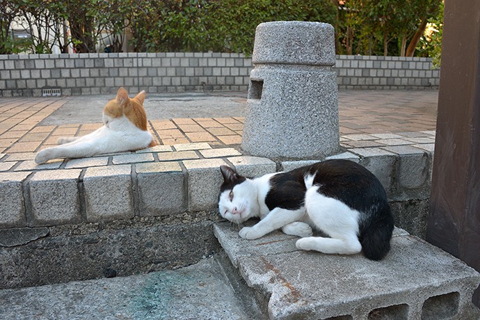 街のねこたち