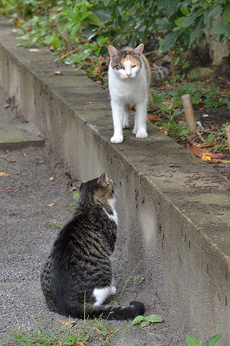街のねこたち