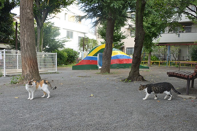 街のねこたち