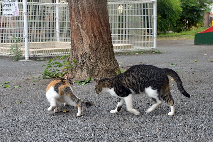 街のねこたち