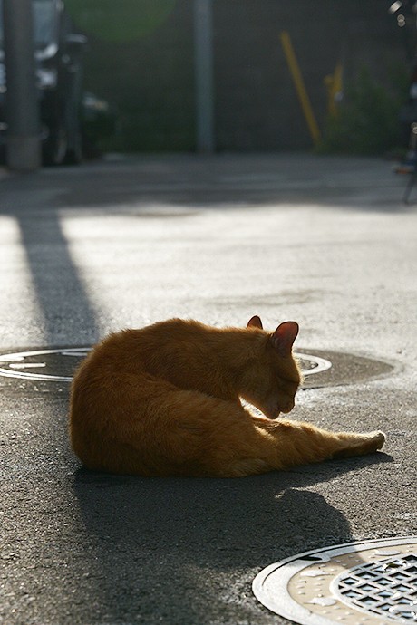 街のねこたち