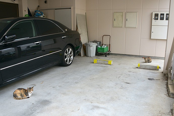 街のねこたち