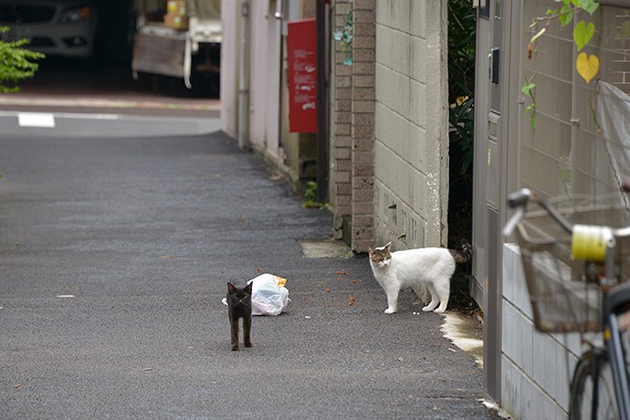 街のねこたち