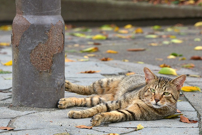 街のねこたち