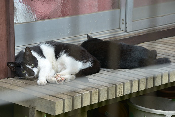 街のねこたち