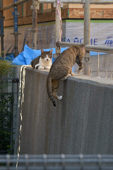 街のねこたち