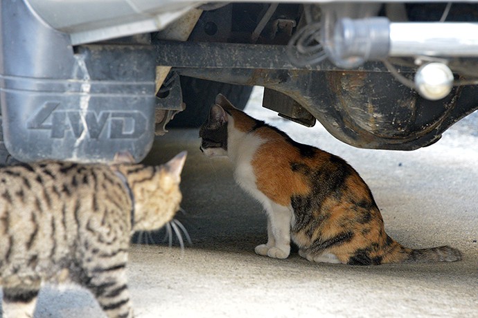 街のねこたち
