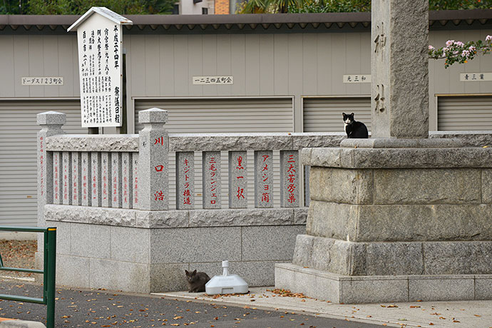 街のねこたち