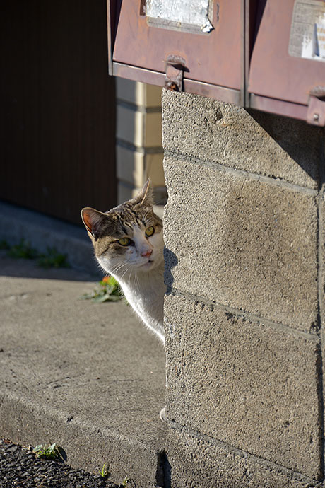 街のねこたち