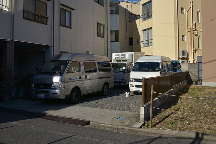 街のねこたち