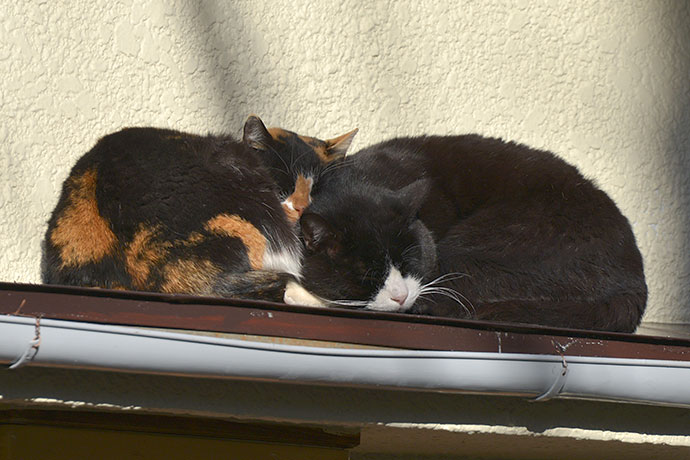 街のねこたち