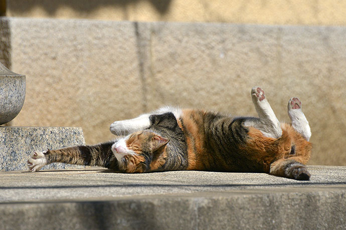 街のねこたち