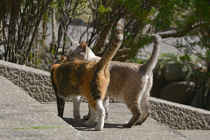街のねこたち
