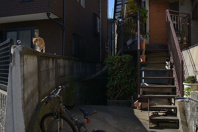 街のねこたち