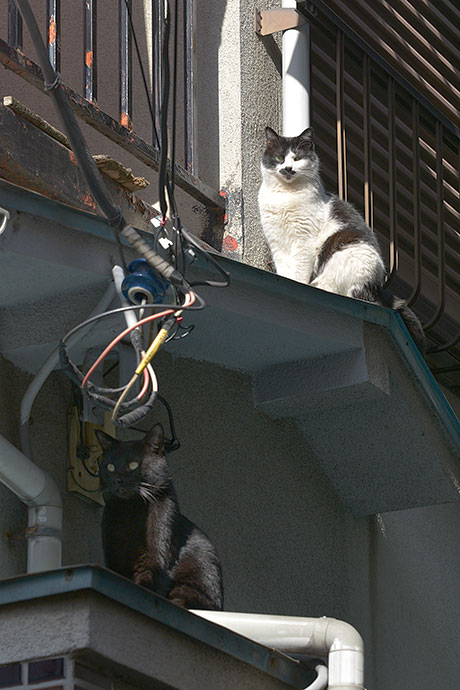 街のねこたち