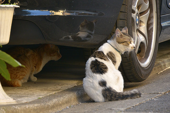 街のねこたち
