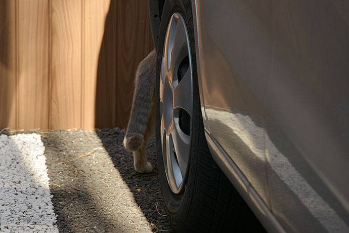 街のねこたち