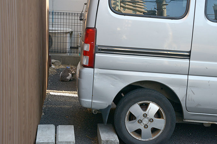 街のねこたち